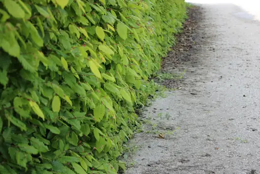 Ab wann darf man seine Hecke schneiden? Zeiträume, gesetzliche Regeln und Tipps für den richtigen Heckenschnitt