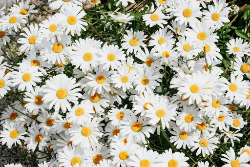 Australisches Gänseblümchen Pflege – So pflegen Sie das Australische Gänseblümchen richtig
