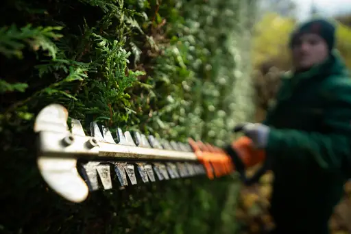 Bis wann darf man Hecken schneiden? Welche gesetzlichen Fristen beim Heckenschnitt gelten und was Gartenbesitzer beachten sollten