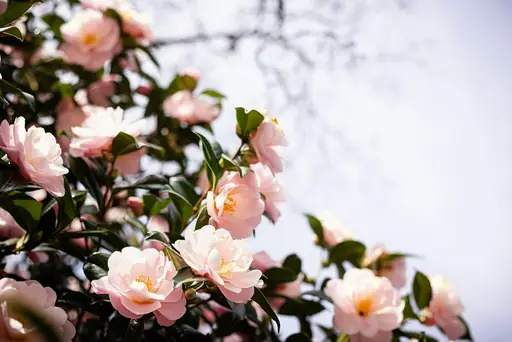 Camellia Pflege – Wie pflegt man eine Kamelie richtig und welche Ansprüche hat sie an Standort, Wasser und Erde?