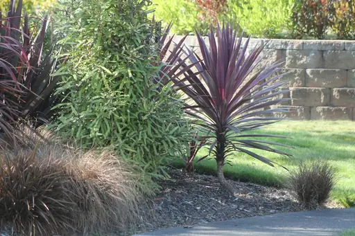 Cordyline Mix – Pflege – Standort, Gießen, Düngen und Überwintern von Cordyline-Pflanzen
