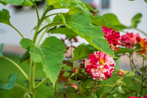 Effektives Mittel gegen Maulwürfe – Effektive Mittel gegen Maulwürfe: Was im Garten wirklich helfen kann