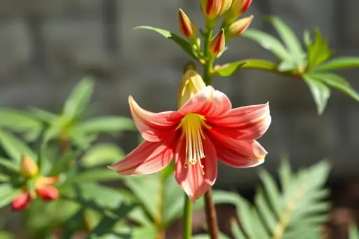 Elegia Tectorum Pflege – Standort, Bewässerung und grundlegende Tipps für eine gesunde Pflanze