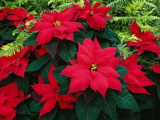 Euphorbia pulcherrima Pflege – So bleibt der Weihnachtsstern lange gesund und farbenprächtig