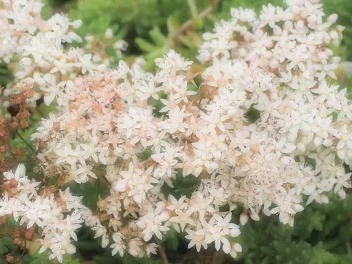 Fette Henne – Pflege – So pflegen Sie die Fette Henne richtig und sorgen für eine lange Blüte