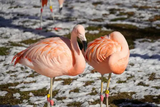 Flamingoblume Pflege im Winter – So kommt die Anthurie gesund durch die kalte Jahreszeit