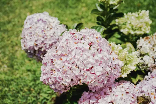 Flieder Pflege – Richtig Schneiden, Düngen Und Für Eine Üppige Blüte Sorgen
