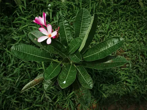 Frangipani-Pflanze Pflege – Standort, Gießen und Überwinterung der Plumeria richtig gestalten