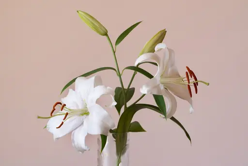 Lilien im Topf – Pflege – Standort, Gießen und Überwintern für kräftige Topflilien