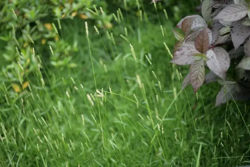 Maulwurf vertreiben – natürliche Mittel – Welche natürlichen Methoden helfen können, einen Maulwurf aus dem Garten zu vertreiben