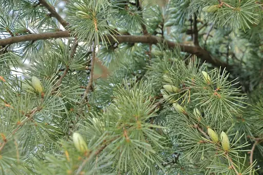 Pflege des Maulbeerbaums – Standort, Schnitt und Bewässerung – So entwickelt sich der Maulbeerbaum gesund
