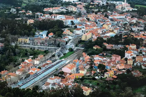 Pflege von portugiesischem Lorbeer – Wie wird portugiesischer Lorbeer richtig gepflegt, geschnitten, gedüngt und gegossen?
