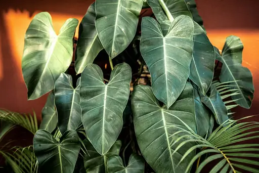 Philodendron Paraiso Verde Pflege – So entwickelt die tropische Zimmerpflanze kräftige und schön gemusterte Blätter