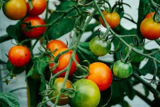 Wie Bekommt Man Kräftige Tomatenpflanzen? Pflege, Düngung und Standort Für Stabiles Wachstum