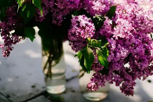 Wie hält sich Flieder in der Vase? Mit diesen Pflegetipps bleiben Fliederzweige länger frisch