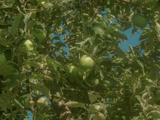 Wie pflanze ich einen Apfelbaum? Standort, Pflanzzeit und Vorgehen Schritt für Schritt erklärt