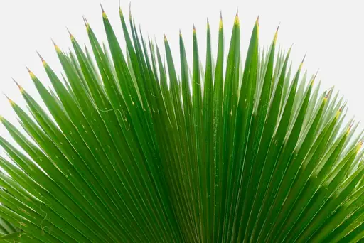 Wie schnell wächst eine Hanfpalme? Wachstum pro Jahr, Standortbedingungen und Tipps für eine kräftige Hanfpalme