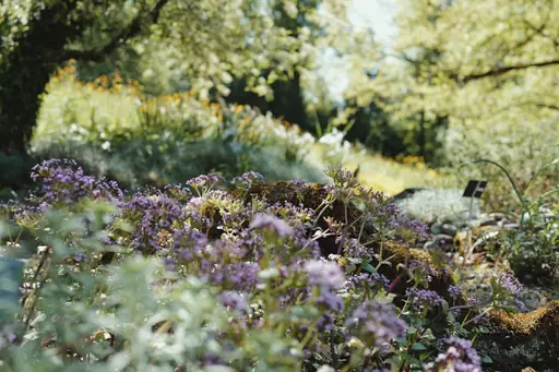 Wirksames Mittel gegen Wühlmäuse im Garten – Welche Methoden und Mittel bei Wühlmäusen im Garten helfen können