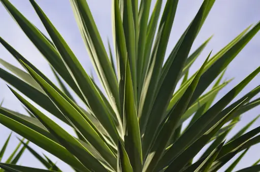 Yucca Rostrata richtige Pflege – Yucca Rostrata richtig pflegen – Standort, Wasserbedarf, Düngung und Überwinterung