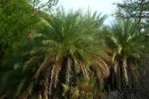 Zwergpalme Chamaerops humilis – Pflege – Standort, Gießen, Düngen und Überwintern der mediterranen Palme